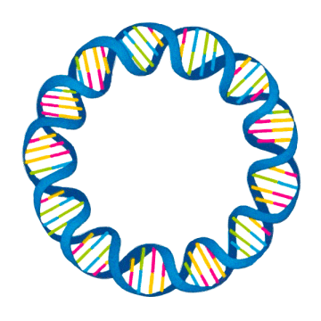 Plasmid Example: β-Glucocerebrosidase (GBA) gene