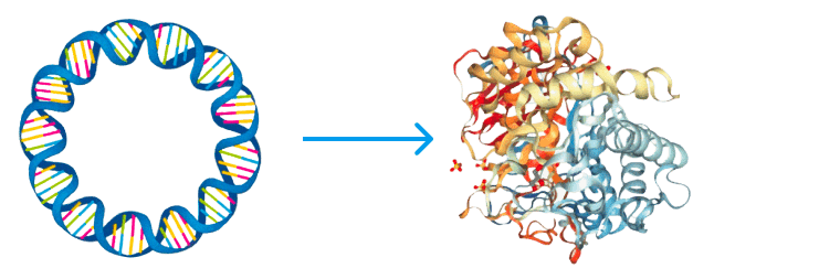 Simmbions are engineered to be implanted within a patient, via a single injection, and express the targeted therapeutic over many months.