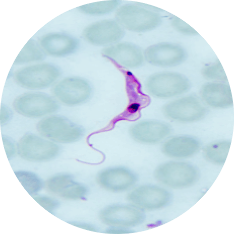 Trypanosome Rangeli
